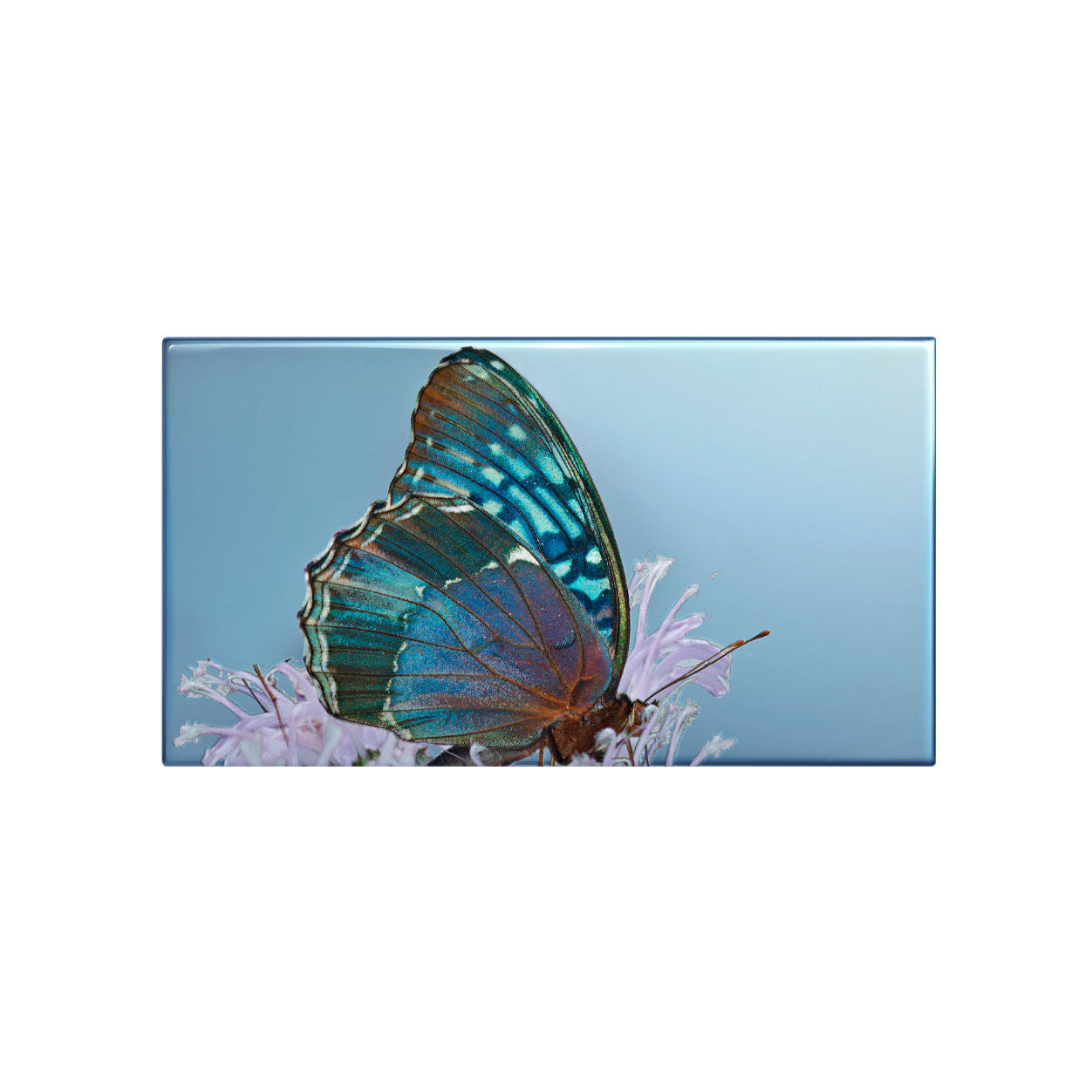 Les Papillons Diana Eye Trio