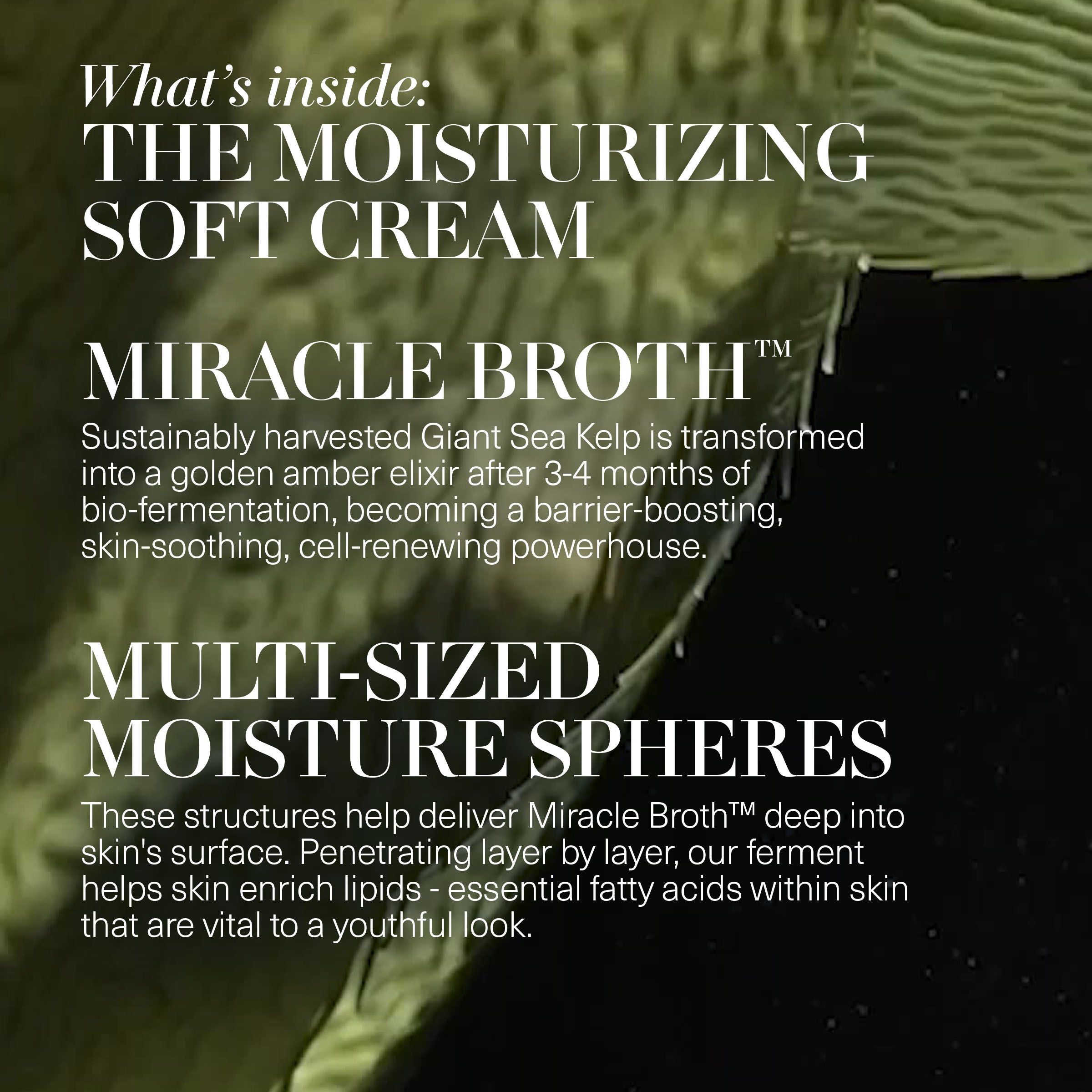 The Day and Night Duet (Limited Edition)