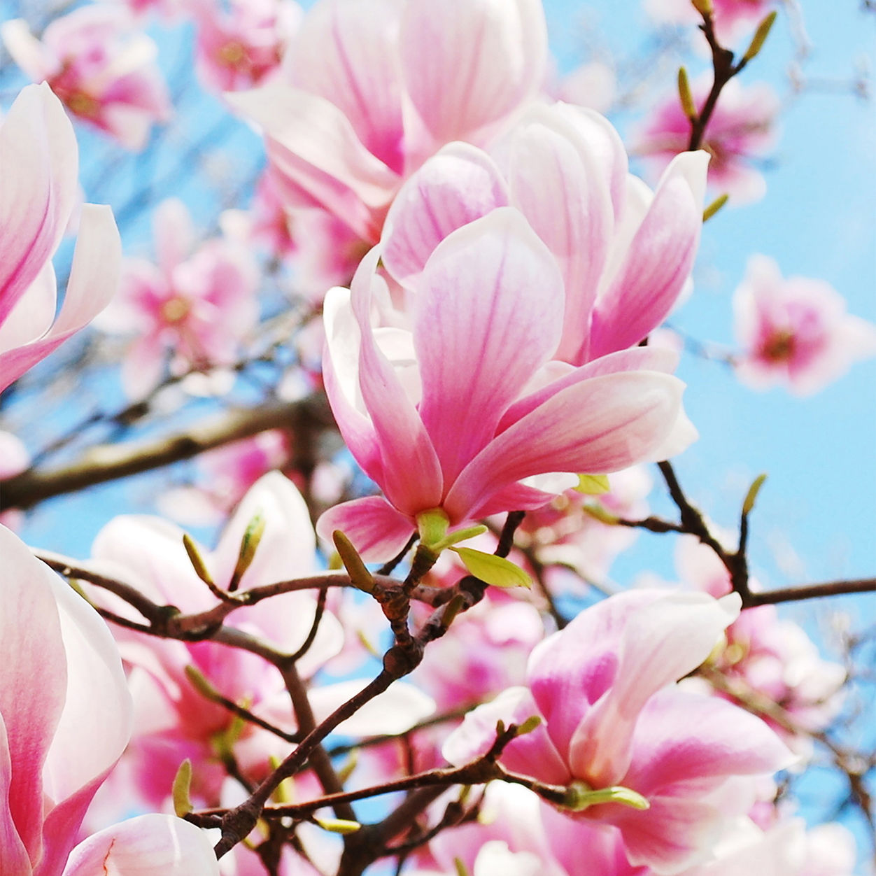 Ready for Rosé Eau de Parfum