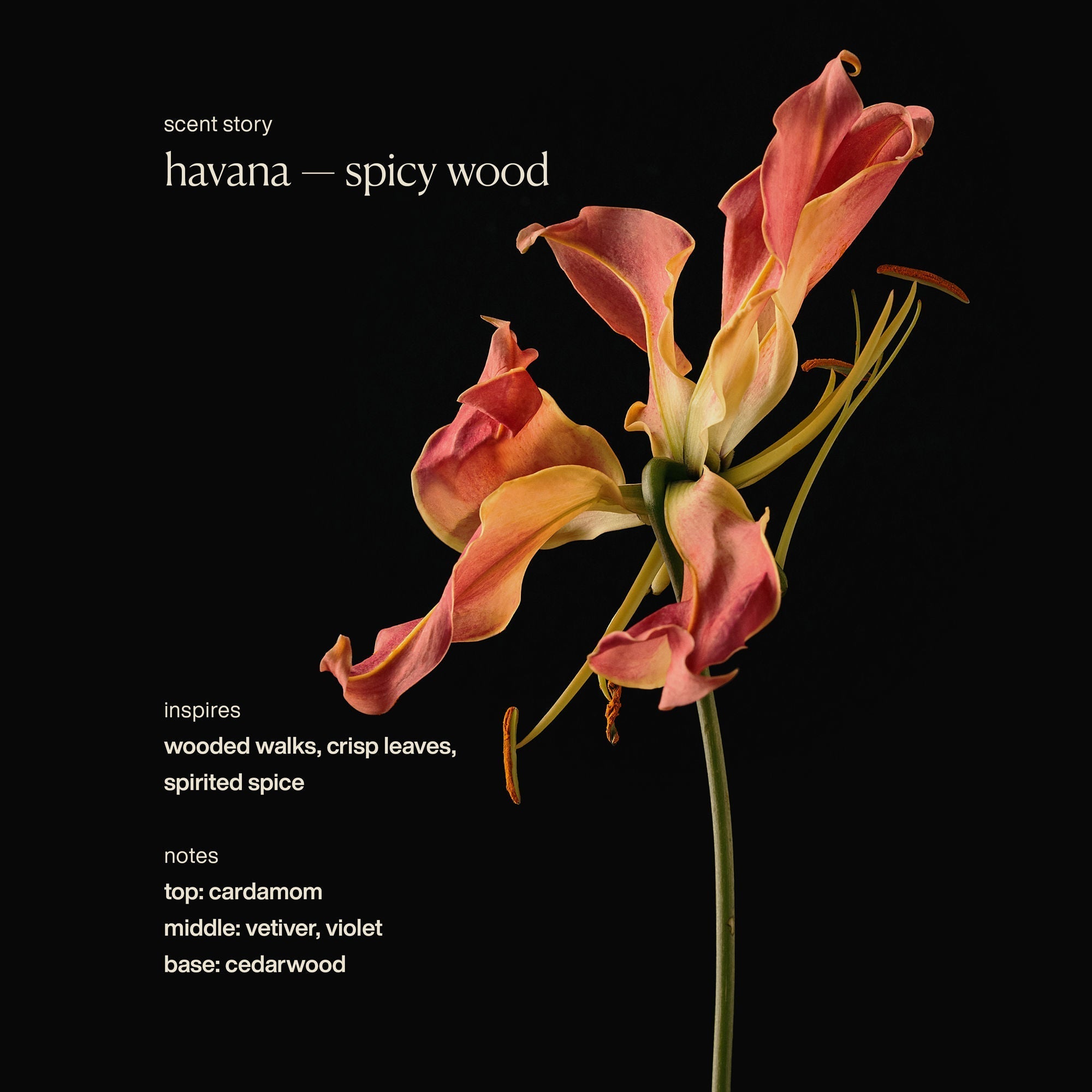 Restorative Hand Wash Havana