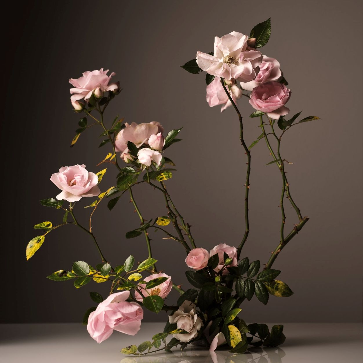 Steeped Rose Room Deodorant