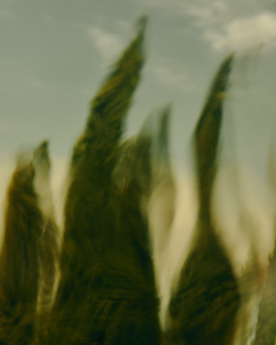 Virēre Eau de Parfum