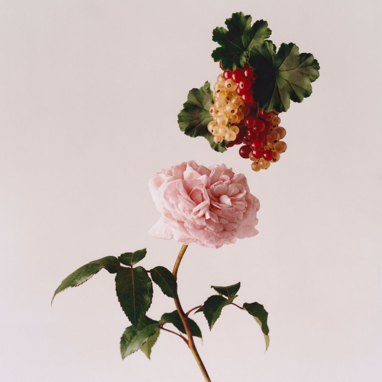 Wild Rosinda Eau De Parfum