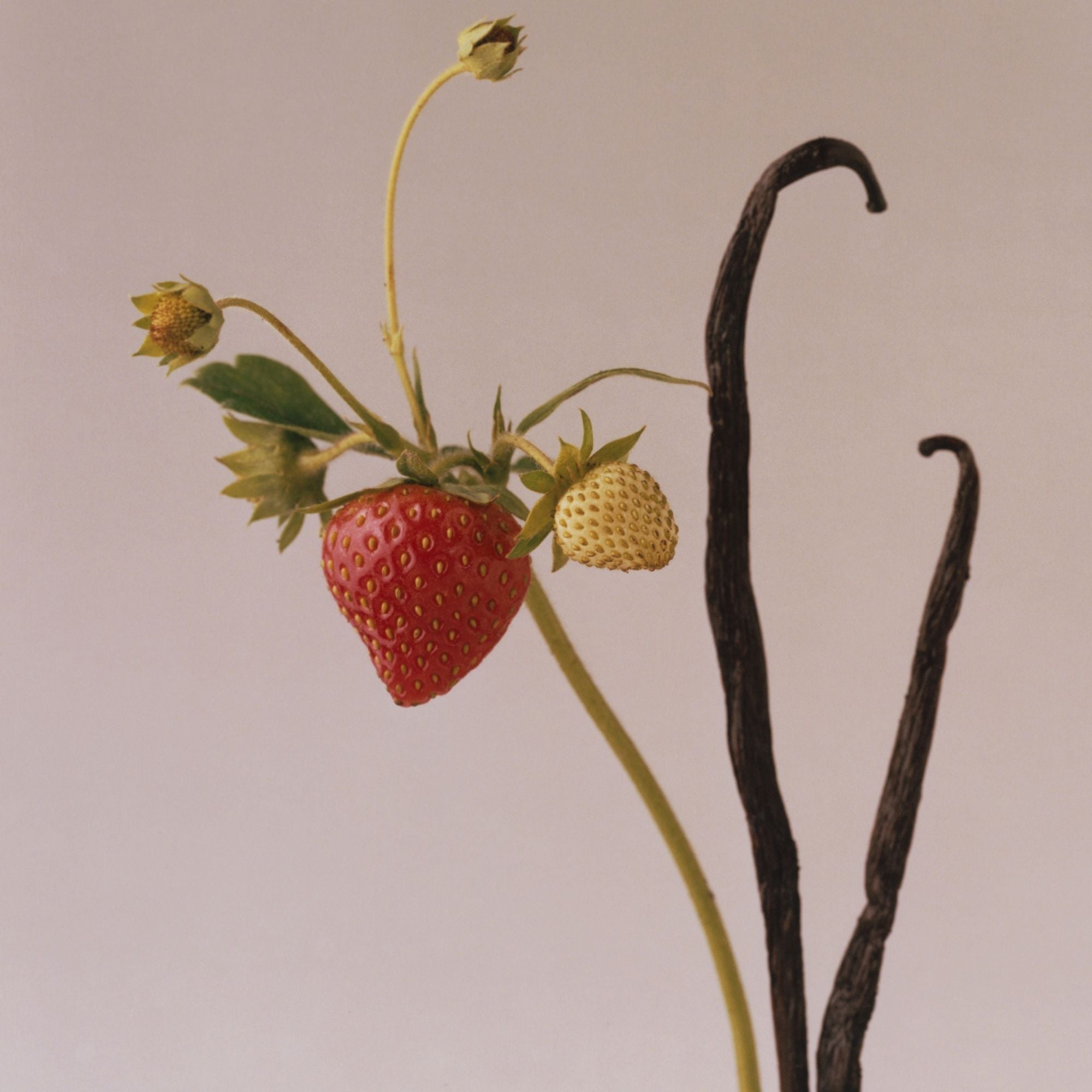 Vine Thief Eau De Parfum