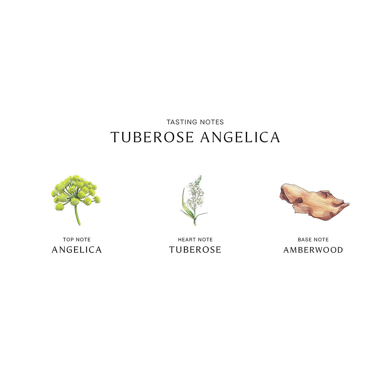 Tuberose Angelica Cologne Intense